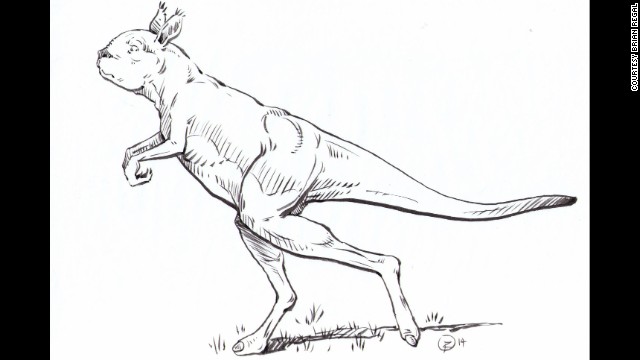 Los canguros prehistóricos caminaban como los humanos