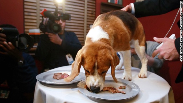 How much does New York love meat? Even its dogs eat at the finest steakhouses. Here's Uno, Best in Show at the 2013 Westminster Kennel Club dog show, chowing on steaks at Sardi's, the traditional champion's meal.