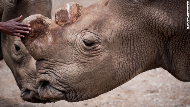Sólo quedan 6 rinocerontes blancos en el mundo
