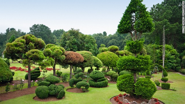 When confronted with the plantless expanse of a former cornfield surrounding his newly built house, Pearl Fryar decided to buy some shrubs. 30 years later, Fryar's 150-plus topiaries have taken the form of astounding, free-flowing, abstract, sometimes whimsical artistic creations. 