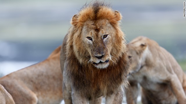 Lions are fearsome crowd-pleasers for safari goers. The world