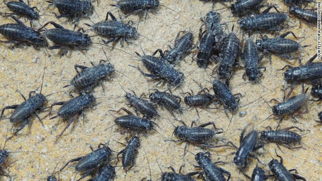 Don't be squeamish: Bugs like crickets could be a tasty and nutritious super food. 