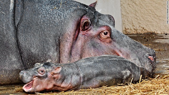 Mara the hippo gave birth to a calf at the Los Angeles Zoo on Friday.