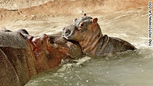 The newborn hippo gets used to the water at the Los Angeles Zoo. 