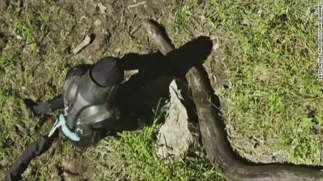 anaconda eating human