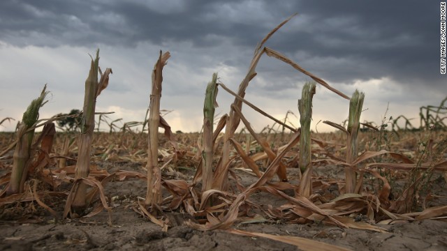 Historically bad droughts have devastated farming communities in recent years, such as these corn fields in Colorado, U.S., in 2012. 
