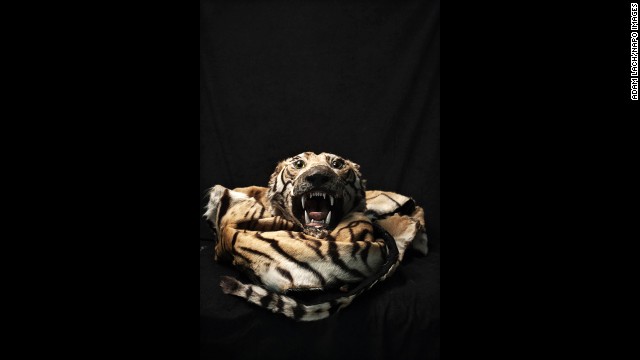 A tiger skin is among the illegal items that have been confiscated over the years at Warsaw Chopin Airport in Warsaw, Poland. Photographer Adam Lach recently documented some of the items as part of his project "Human Tsunami."