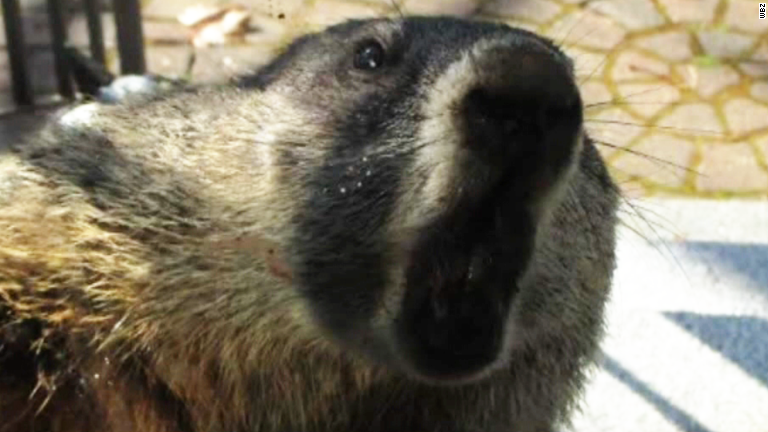 Groundhog Attacks Traps Man In Home Video