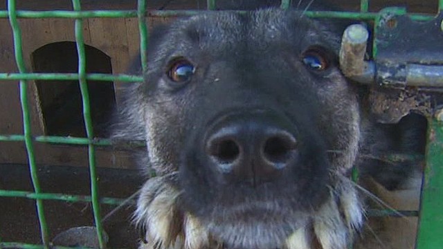 La gente y los perros comparten la lucha desesperada por sobrevivir en Ucrania