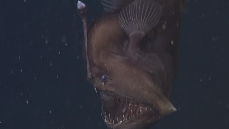 Elusive Black Seadevil Gets Close Up - Cnn.com Video