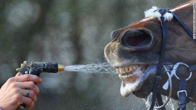 A horse is cooled down with a hose Wednesday, March 12, after racing at the Cheltenham Festival in Cheltenham, England.