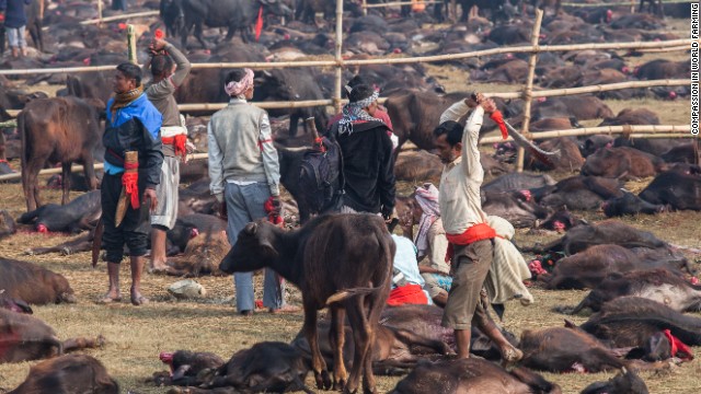 The bodies of sacrificed water buffalo litter the fields at the world's largest ritual animal slaughter.
