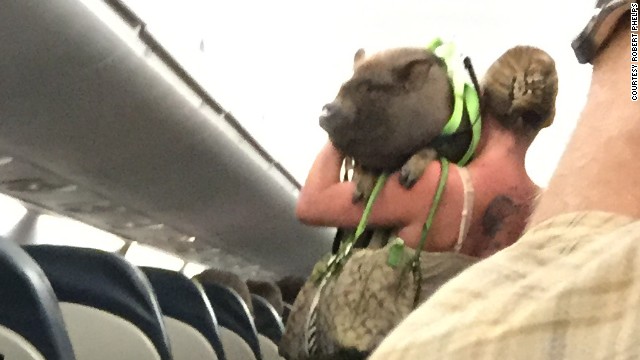 A woman brought an "emotional support pig" aboard a US Airways flight bound for Washington, D.C. After the beast defecated in the aisle, both woman and pig left the plane before takeoff.