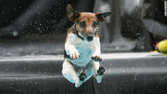 A Jack Russell terrier named Lucie jumps into the water during a dog diving competition held Saturday, June 14, in Erfurt, Germany.