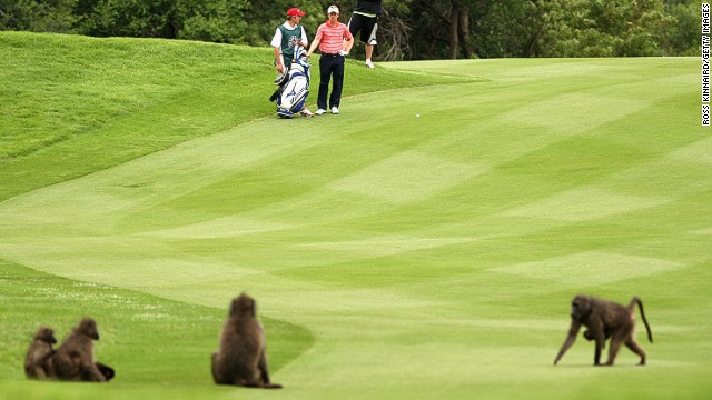 Baboon Bamboozles Golfer Luke Donald In South Africa Cnn Com