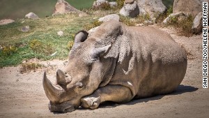 San Diego Zoo Safari Park announced that Angalifu, one of six remaining northern white rhinos in the world, died Sunday.\nCredit: \tSan Diego Zoo/Helene Hoffman\n