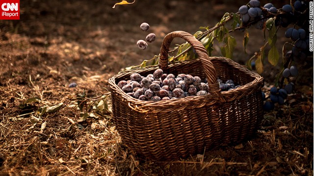 <strong>Plums:</strong> Serbia is one of the leading plum growers in the world. Called <a href='http://ireport.cnn.com/docs/DOC-1191623'>"blue gold,"</a> they are often used to make sljivovica, Serbia's national drink. Sanja Petrovic took this photo of a basket of ripe plums in her godfather's orchard. 