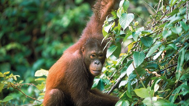Borneo and the neighboring Indonesian island of Sumatra are the only places where orangutan can be seen in the wild.