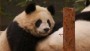 3 charged with selling panda meat