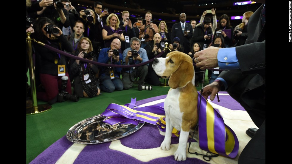 Westminster Dog Show una breve historia CNN