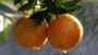 $500K worth of Florida citrus stolen