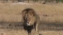 Cecil the lion's killer: Back to work