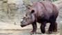 Last Sumatran rhino in U.S. seeks mate