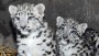 Baby snow leopards ready for their closeup