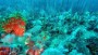 Underwater discovery rivals Great Barrier Reef