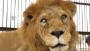Blinded lion saved from circus