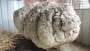 Lost sheep nearly wooled to death
