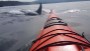 Orcas get crazy close to kayakers