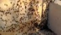 Crickets swarm in Texas