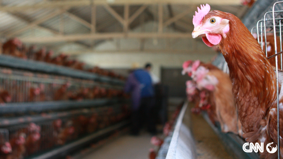 What Is Avian Influenza 