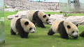 14 pandas move into new home
