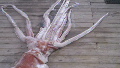 Giant squid found off Florida coast