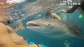 Swimmers swarm around whale shark