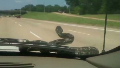 Snake on windshield terrifies motorists