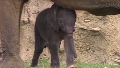 Indy Zoo debuts baby elephant