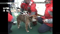 Dog rescued after being adrift on roof