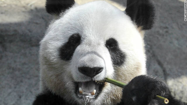 111017060721-giant-panda-bamboo-story-to