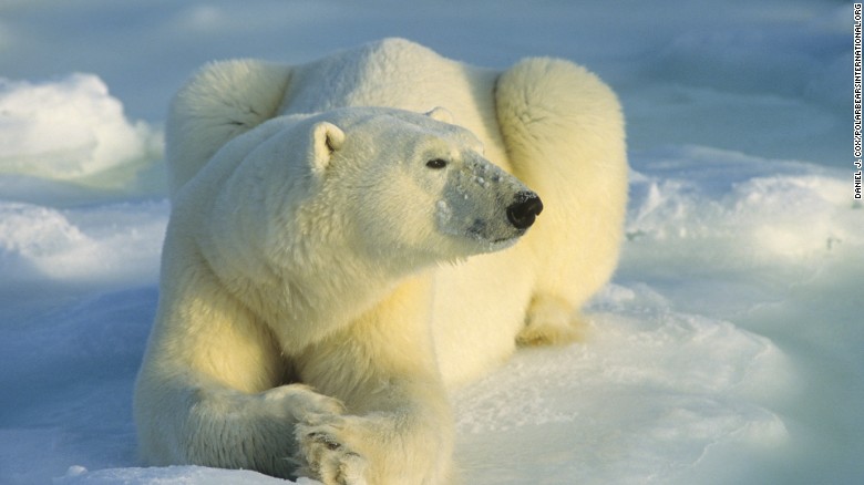 Polar bears trap scientists in remote Arctic