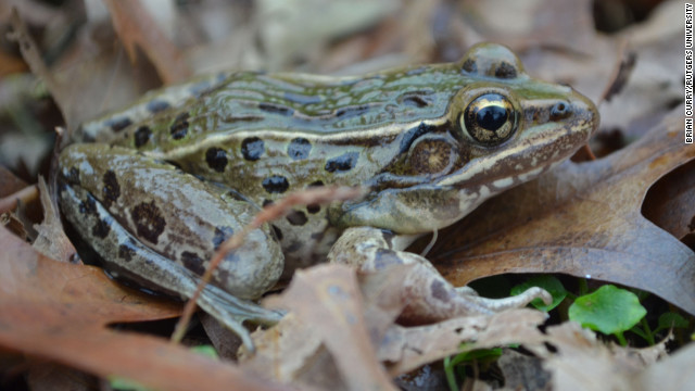 Ribbit Frog Species Found In New York City Has A Croak Of Its Own 8834