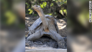 100-year-old giant tortoise dies