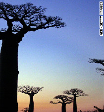 Madagascar's bid to save its majestic baobab trees - CNN.com