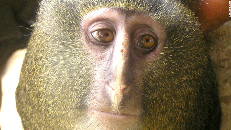 The Lesula, or Cercopithecus lomamiensis, is the first new species of monkey found in 28 years.