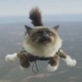 tsr moos skydiving cats controversy_00001819