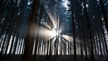 The Earth has 3 trillion trees, study finds