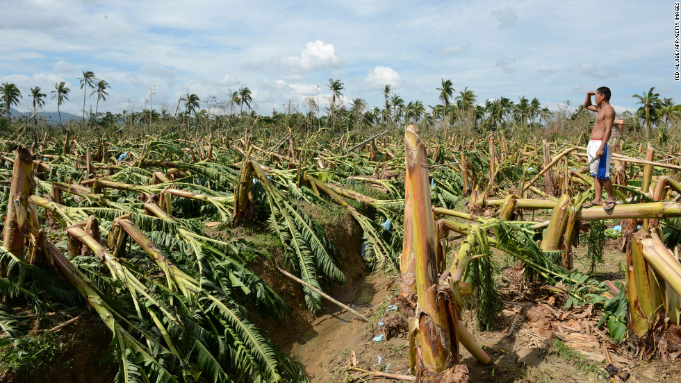 A worker surveys destroyed banana trees at a plantation in Montevista, Compostela Valley, on December 5.
