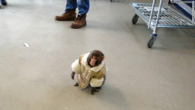 monkey teddy ikea